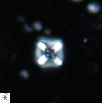 Micula cf decussata 1208