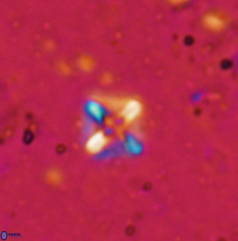 Micula cf decussata 1209
