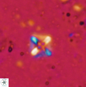 Micula cf decussata 1209