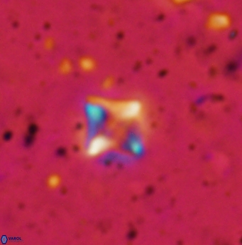Micula cf decussata 1210