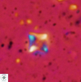 Micula cf decussata 1210