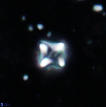 Micula cf decussata 1211