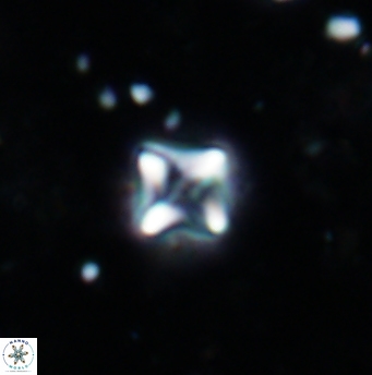 Micula cf decussata 1211
