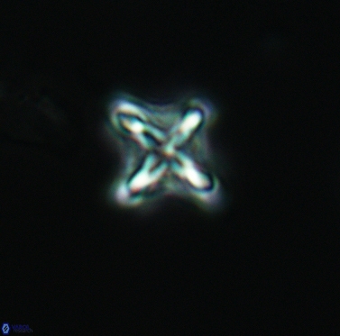 Micula cf decussata 3418