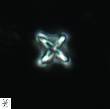 Micula cf decussata 3418