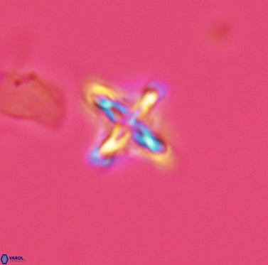 Micula cf decussata 3419