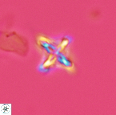Micula cf decussata 3419