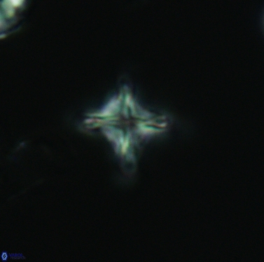 Micula cf decussata 3421