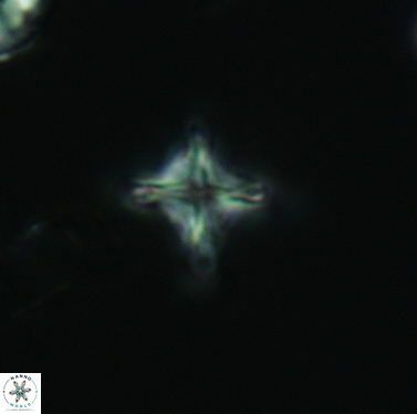 Micula cf decussata 3421