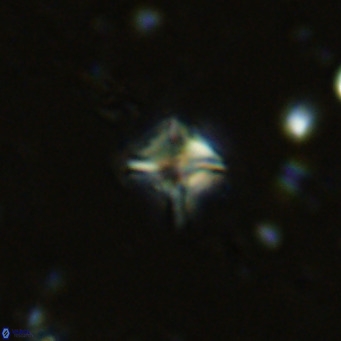 Micula decussata VR 11444