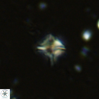 Micula decussata VR 11444