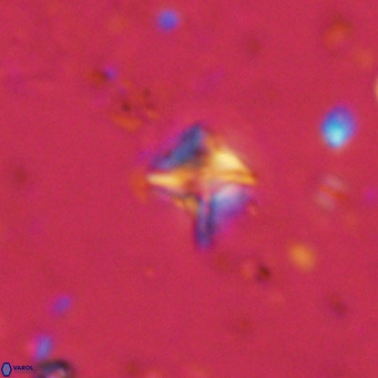 Micula decussata VR 11445