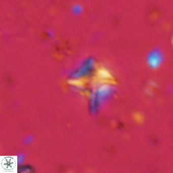 Micula decussata VR 11445