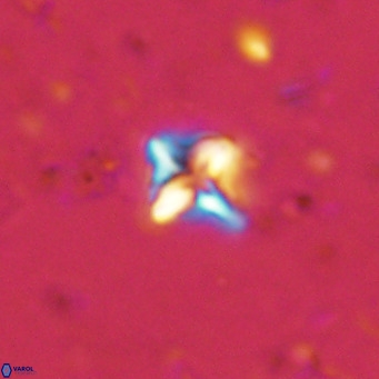 Micula decussata VR 11447