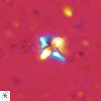 Micula decussata VR 11447