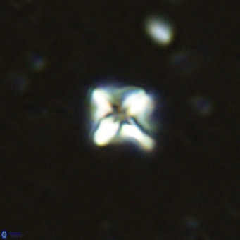 Micula decussata VR 11448