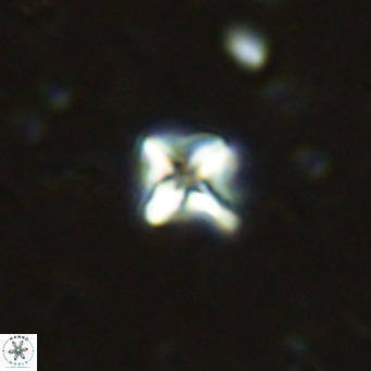 Micula decussata VR 11448