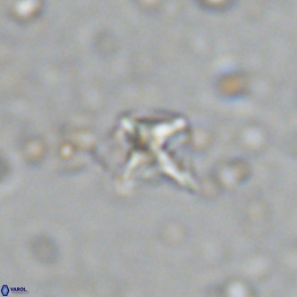 Micula decussata VR 11449