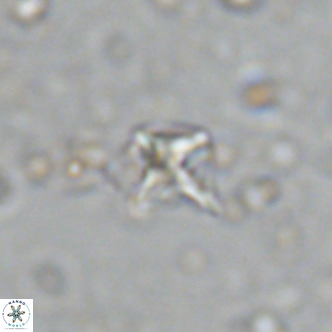 Micula decussata VR 11449