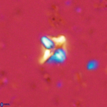 Micula decussata VR 11442