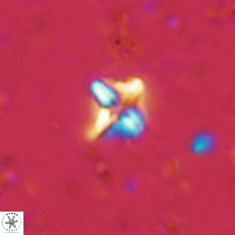 Micula decussata VR 11442