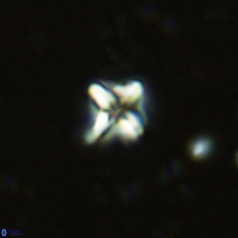 Micula decussata VR 11443