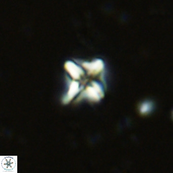 Micula decussata VR 11443