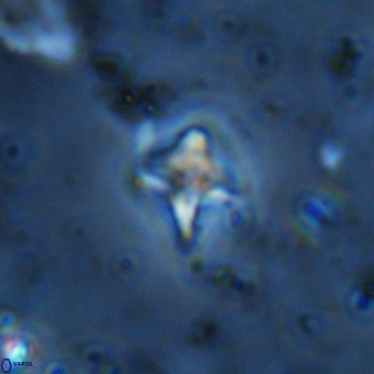 Micula decussata VR 11454