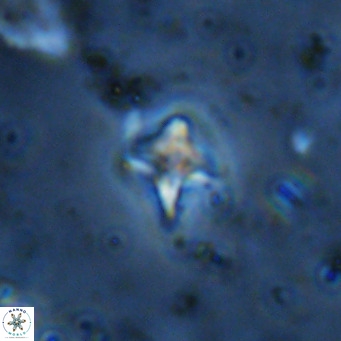 Micula decussata VR 11454