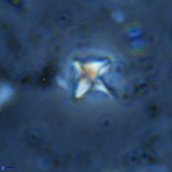 Micula decussata VR 11455