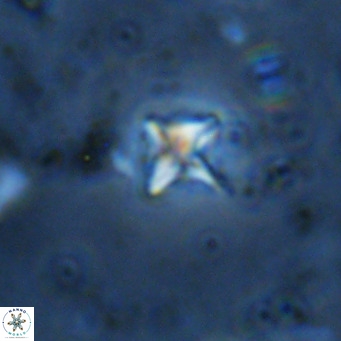 Micula decussata VR 11455