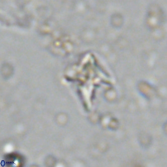 Micula decussata VR 11450