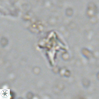 Micula decussata VR 11450