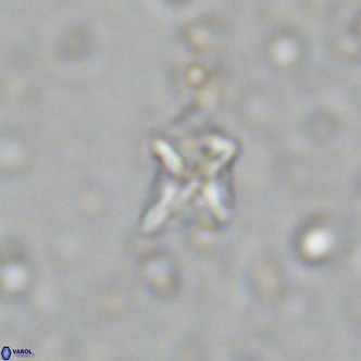 Micula decussata VR 11451