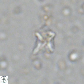 Micula decussata VR 11451