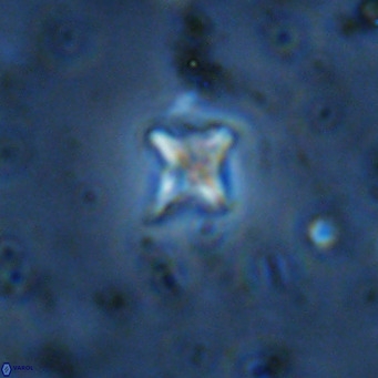Micula decussata VR 11452