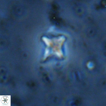 Micula decussata VR 11452