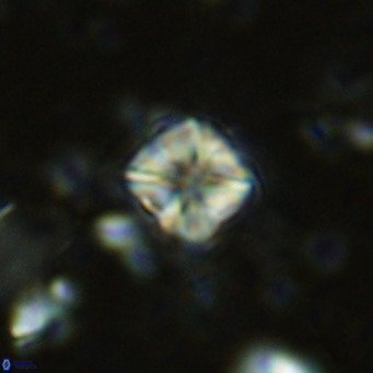 Micula decussata VR 1281