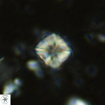 Micula decussata VR 1281