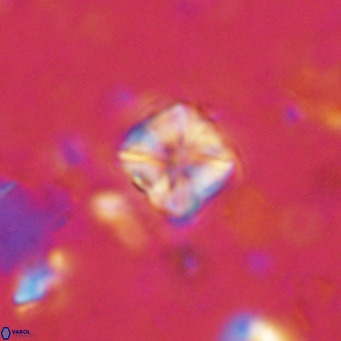 Micula decussata VR 1282