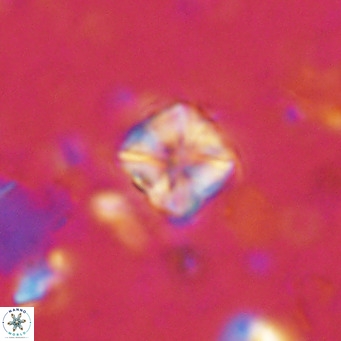 Micula decussata VR 1282