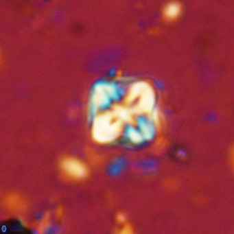 Micula decussata VR 1283
