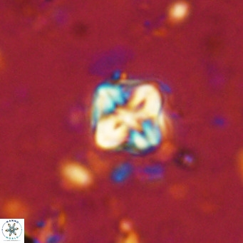 Micula decussata VR 1283