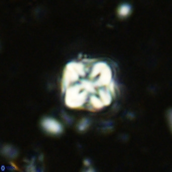 Micula decussata VR 1284