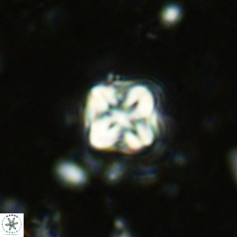Micula decussata VR 1284
