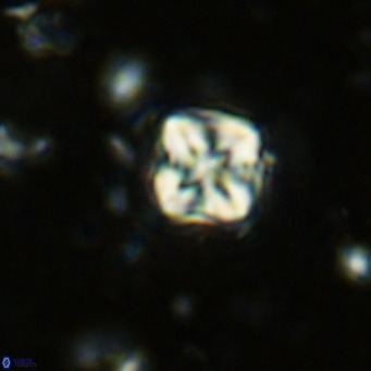 Micula decussata VR 1285