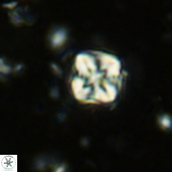 Micula decussata VR 1285