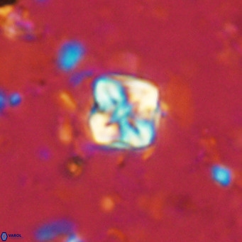Micula decussata VR 1286