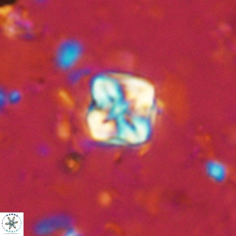 Micula decussata VR 1286
