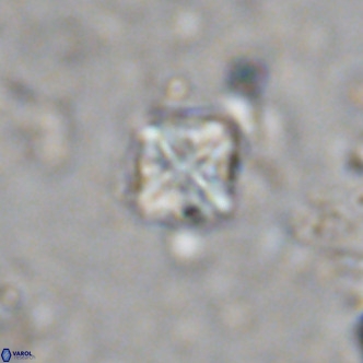 Micula decussata VR 1287